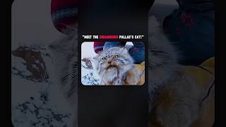 Meet the endangered pallass cat shorts wildlife knowledge [upl. by Ian]