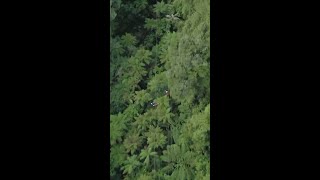 Rotorua Canopy Tours New Zealand ​ [upl. by Oeniri]