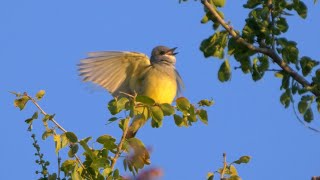 Cassins Kingbird Calling [upl. by Ax577]