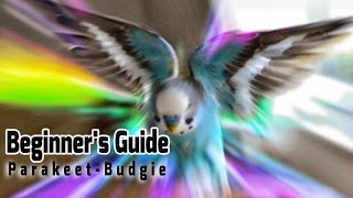 How to take Care of a Parakeet  Budgie Beginners Guide to Pet Birds [upl. by Ciro297]