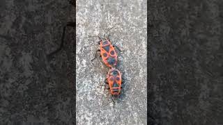 Red Bugs Pyrrhocoris apterus Are Mating Kyiv Ukraine 01062022 [upl. by Calli10]