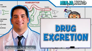 Pharmacokinetics  Drug Excretion [upl. by Nodnas418]