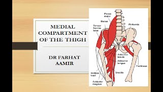 Medial Compartment of Thigh Anatomy [upl. by Ahsotal81]