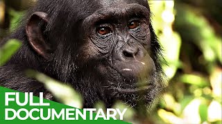 The Secret Culture of the Apes  Free Documentary Nature [upl. by Hew]