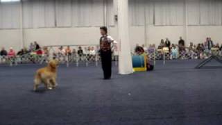 National Dog Show 2009  Oaks PA  Canine Freestyle w Golden Retriever [upl. by Kcirttap]