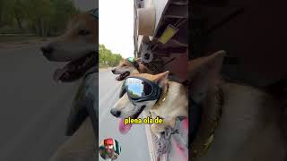 Criticado por llevar a sus perros en el trailer trucks trailers camioneros camiones camion [upl. by Scrope]