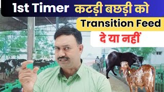 Heifer को Transition feed दें या नहीं transaction feed for Heifer Cow [upl. by Mathilde]