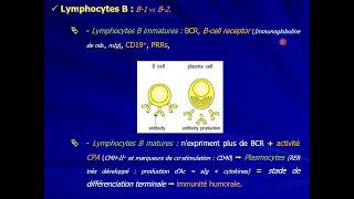 10 IMMUNOLOGIE S5  Cellules du Système Immunitaire adapdatif part 2 [upl. by Odarnoc]