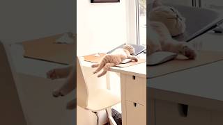 cute cat sleeping positions dog sukenpet cat [upl. by Mellitz]