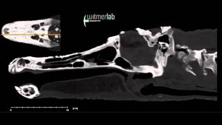 Alligator head and skull  sagittal CT scan slices [upl. by Anwahs]