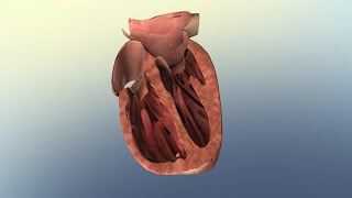 Overview of Heart Failure and Common Treatment Options [upl. by Cher448]