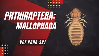 VET PARA 1  Order Phthiraptera Lice Mallophaga  Chapter 71 [upl. by Portie]