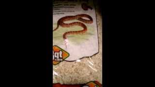 Substrates for corn snakes  which to use and not [upl. by Schonfield]