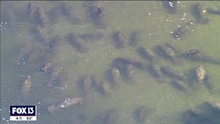 See manatees in Tampa Bay at the Apollo Beach power plant [upl. by Milewski]