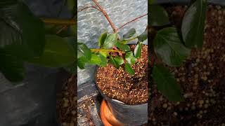 2 Reasons Mandevilla Dipladenia Get Yellow Leaves [upl. by Llemert758]