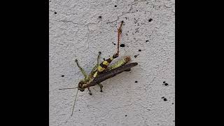 GET CRAMP IN LEG insects grasshopper cramps legs insectlife insectbehavior insecthabitat [upl. by Sualokcin]