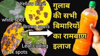 How to Cure Rose plant Diseases How to Save Dying Rose plantCure Fungus amp Black spots on Roses [upl. by Attegroeg]