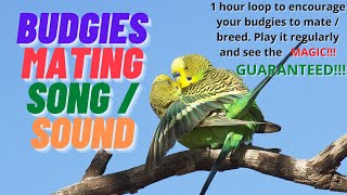 Budgie mating call play 1 hour daily amp encourage your budgies to mate See the magic [upl. by Nerrag516]