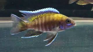 Walteri Cichlid [upl. by Joyann290]