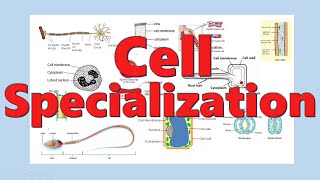 Cells Specialization in Plants and Animals  Cells [upl. by Liman]