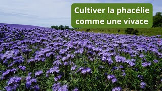 Comment cultiver la phacélie plusieurs années de suite [upl. by Nednyl]