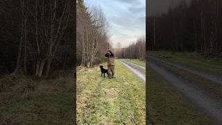 Driven Shooting Woodcock Labrador Retriever Gundog labradorretriever shotgun [upl. by Anidene]