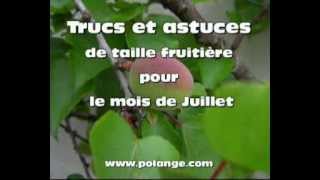 Verger Comment tailler les arbres fruitier en juillet [upl. by Gable]