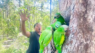 Parrot Nest A Man Walks To See Parrots On A Tree wildlife nature birdsofparadise birds [upl. by Htidirrem977]