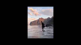 FJORD  Kayaking with killer whales killerwhale kayaking [upl. by Jasik172]