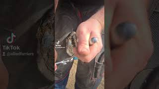 farrier trimming horsesoftiktok farrier farriersoftiktok alliedfarriersasmr farriertiktok [upl. by Yngiram]