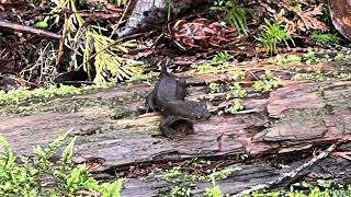 Skookumchuck Narrows Trail Egmont BC [upl. by Liebermann]