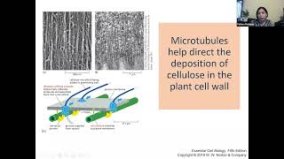 Cell Communities and Interactions [upl. by Ahk]