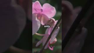 The Secret World of Ghost Orchids Revealed [upl. by Namya]