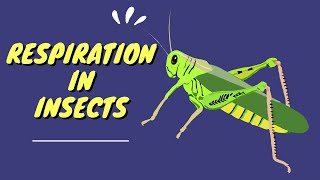 Respiration in insects spiracles  tracheal tubes [upl. by Neehahs]