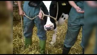 Cattle restraint methods [upl. by Hsirehc]