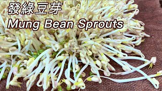 How to Sprout Mung Beans  Done Right and Perfect Every Time Shorts [upl. by Syck]