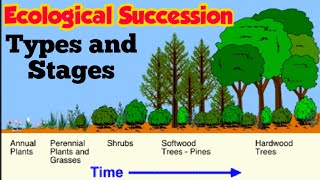 Ecological Succession  Primary and Secondary succession  Stages of Xerosere Hindi urdu [upl. by Ewart]