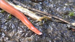 The Australian Flatworm Australoplana Sanguinea [upl. by Selhorst]