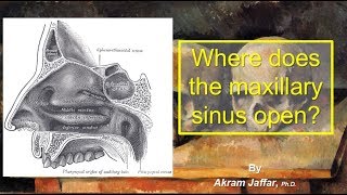 Where does the maxillary sinus open [upl. by Reed]