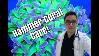 Hammer Coral Beginner Care Guide [upl. by Amilah100]