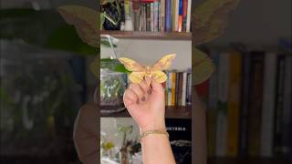 Unpinning an imperial moth 💫 moth bug entomology oddities nature texas atx [upl. by Mignonne]