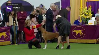 Boxers  Breed Judging 2019 [upl. by Julita]