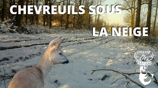 Chevreuils sous la neige  Saison 20202021  Chasse PF [upl. by Hubsher]