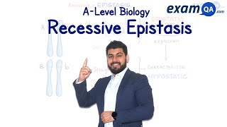 Recessive Epistasis  ALevel Biology [upl. by Laroy877]