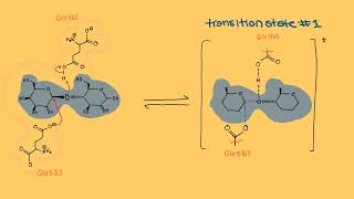 The Betagalactic Galaxy An Enzyme Tale [upl. by Daloris]