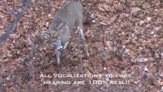 Incredible Whitetail Buck Vocalizations  The Management Advantage [upl. by Pattison846]