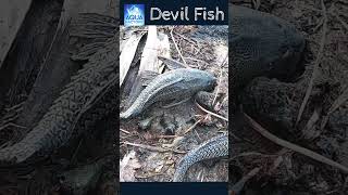 Shorts Devilfish దెయ్యం చేపలు  Danger Fish  Deyyam chepa  దెయ్యంచేప వల్ల నష్టాలు  Aqua factory [upl. by Oal]