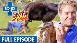 All Hell Breaks Loose at Animal Rescue Farm 🐮  Best of Bondi Vet Ep 13  Bondi Vet Full Episode [upl. by Aciruam]