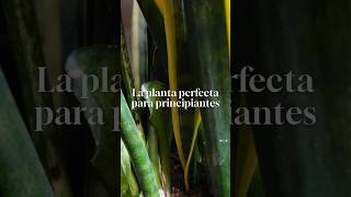 🌿 La planta ideal para principiantes 🌿La sansevieria [upl. by Anaela]