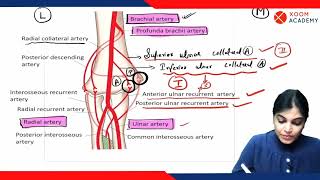 Elbow Anastomosis  Human Anatomy lecture  Xoom Academy [upl. by Okim]